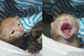 晚了喂食，小猫哭得歇斯底里！浮夸演技太搞笑了图片