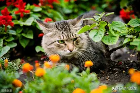 猫粮泡水就能看出好坏？图片