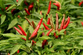 辣椒栽培，苗期管理、及定值后的管理与病虫害防治图片