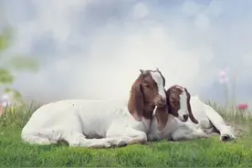 波尔山羊多少钱一只？波尔山羊种公羊价格对于母羊下崽质量很关键图片