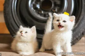 萌萌小宠物，白色金吉拉图片