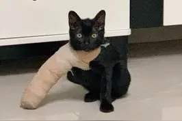 黑猫因为受伤而被打上石膏，走路姿势变得奇怪，就像超级英雄登场图片