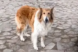遛狗偶遇苏格兰牧羊犬，寻找主人的过程中，意外发现狗狗悲惨身世图片
