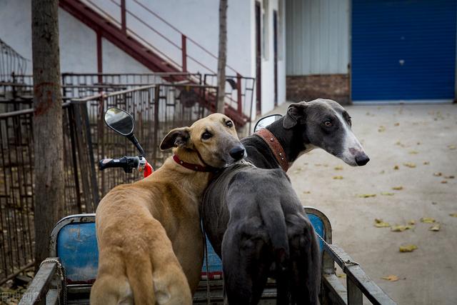 西施犬多少钱一只 小型犬排名前10名-迎风网