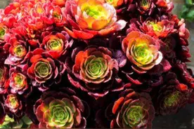 万圣节法师砍头爆盆快，不注意5个小细节，落叶烂根成光杆图片