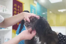 狗狗吃得少，主人带来医院检查却发现各项正常，汪：我就是没胃口图片