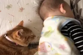 称职猫保姆，橘猫轻轻拍背哄1岁儿子入睡，快给它发工资图片