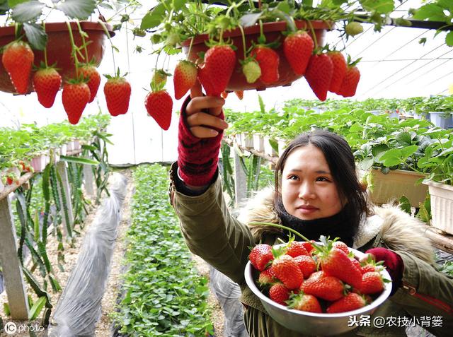 鑽夎帗鑺辫娊鍒嗗寲鐨?澶у奖鍝嶅洜绱犲拰淇冧娇鑺辫娊鎻愬墠鍒嗗寲鐨?涓鐞嗘妧宸? onerror=
