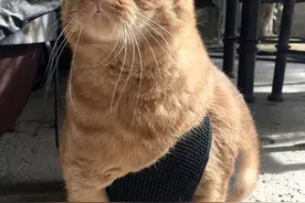 真的是铜铃大眼！国外猫咪凭一双“黑猫警长”，眼睛成新晋网红图片