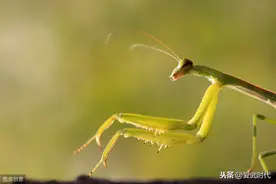 太极梅花螳螂拳术中的拳、掌、指击敌之技法图片