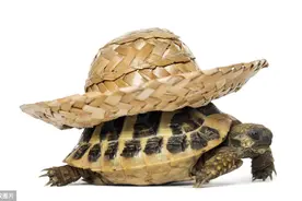 被没收的宠物受到了“保护性伤害”，我们应该怎么办图片