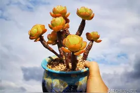 “土豪”友女养多肉：打造“空中肉园”，高温独宠“小碧桃”图片