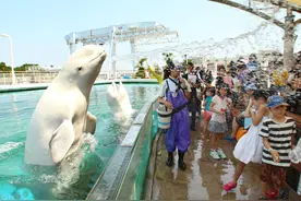 可爱多附体，蠢萌白鲸向游客喷水“送清凉”图片