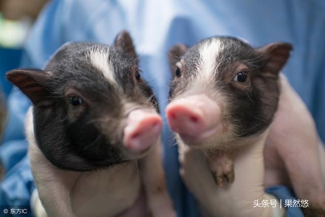 涓タ缁撳悎鏂规锛屽姪鎭㈠锛屼績鐢熼暱锛岃В鍐崇梾鐚鍚庣敓闀跨紦鎱㈤毦棰橈紒