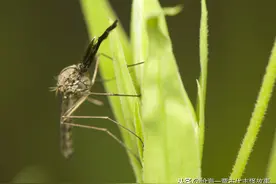 古代骈文志怪故事：广东多蚊，有客某，小橄树图片