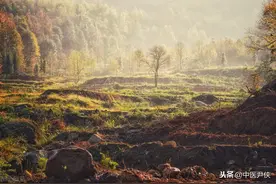 辩肺的脉：阴阳不能相续了，上下不能结合了，这个脉为不治之脉图片