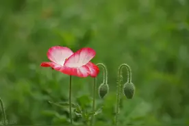 既不孤单也不寂寞，为啥还想找伴？62岁老人坦言：这就是生活图片