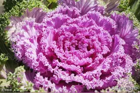 羽衣甘蓝保护地栽培技术，都要注意哪些因素，才能够高产呢？图片