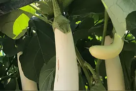新奇特茄子品种！口感细嫩爽甜，很好吃！农户可以试种下！图片