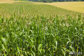 玉米套种平菇技术，田间管理要重视，尤其是在病虫害方面图片
