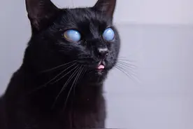 这只黑猫双目失明，却因美丽蓝眼珠收割万千粉丝图片