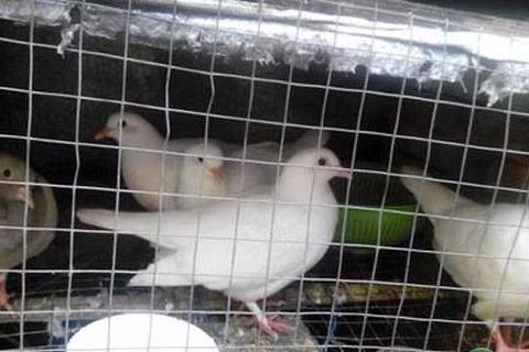 菜市场鸽子多少钱一只？鸽子的营养价值及功效作用