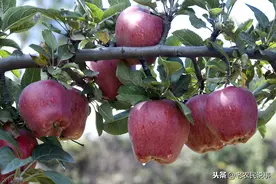 从吃不起到无人吃，花牛果口碑下滑的3大“坑”，为何沦落至此？图片