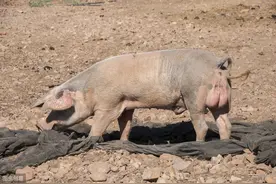 猪身上两块“肉”，母猪没有，市场难买到，是养猪人的“美味”图片