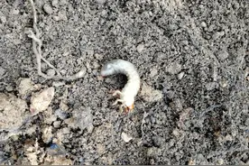 地下害虫快速杀死有办法了，用这5种方法，不用担心庄稼根被咬了图片