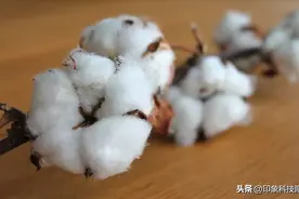 为新中国加工40%棉花的国棉十七厂！用一件白T，重现上海工匠精神图片