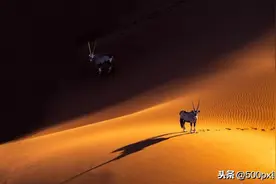 万物都是自由和高贵的，拍摄野生动物不需要灵感来源，却需要真实图片
