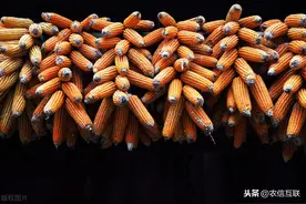 玉米还要涨多久？这些地区已经跌价了！附：全国最新玉米价格表图片