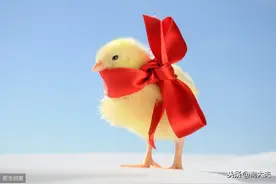 高温蛋鸡突然死亡是什么原因造成的？图片