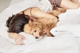 如果你家泰迪犬喜欢睡这4个地方，说明没有把你当真正的主人图片