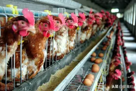 养鸡市场盈亏很难预测，但贵在坚持图片