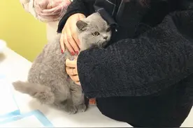 猫咪凶巴巴盯着医生，主人一来立马委屈了：小猫还有两种面孔呢？图片