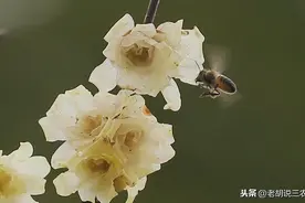 俗语：“名字别带‘蕊’与‘茹’，盖房要看屋下土”，是咋来的？图片
