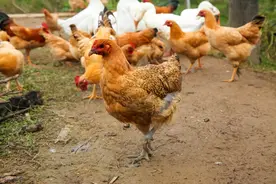 养鸡过程中鸡一直拉稀，屁股毛湿一大块，喂什么好的快图片