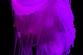 罕见！南非现奇葩水母，当地专家称：近20年未见图片