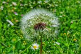 我的大姨，苦难的大姨图片