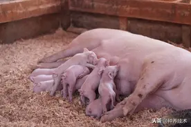 养母猪过好这三关，不愁养猪不挣钱！养猪新手备用图片