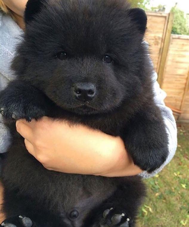 长得最像熊的6种狗狗，熊：最后的那只，真的不是我家属吗？