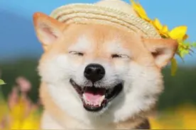 柴犬的笑容好治愈，可可爱爱！没有伤害图片