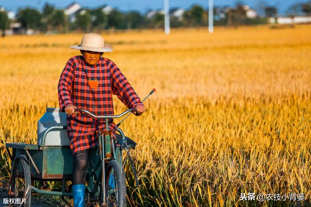 既能防治病害又能促长增产，这个肥药配方花钱不多但效果就是好