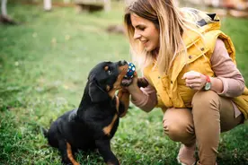 这4种护卫犬，堪称最勇猛的狗狗，罗威纳犬上榜图片
