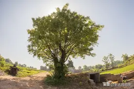 庄稼地旁有树影响庄稼生长，如何快速灭除？不妨尝试这三个绝招图片