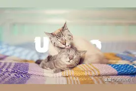 舔狗舔到最后一无所有，那舔猫呢？图片