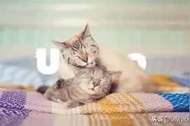 舔狗舔到最后一无所有，那舔猫呢？图片