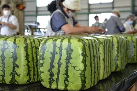 日本为何发明方形西瓜？图片