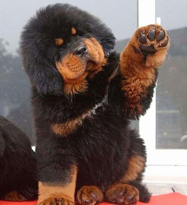 长得最像熊的6种狗狗，熊：最后的那只，真的不是我家属吗？